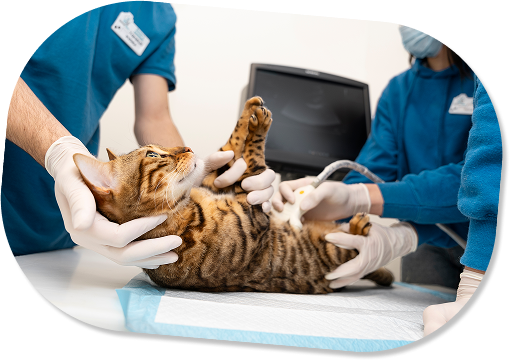 Veterinarian performing an ultrasound on a cat