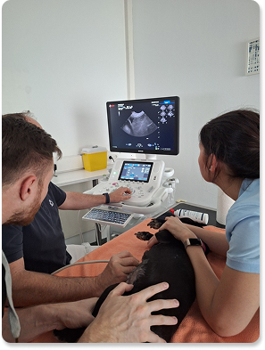 Teilnehmer bei einer Ultraschall-Schulung