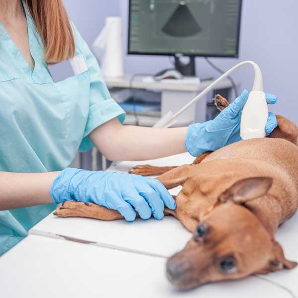 Ultraschall Hund