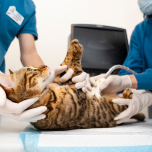 INTENSE Hands-on ECHOKARDIOGRAPHIE <br>20.-21. Juni 2026