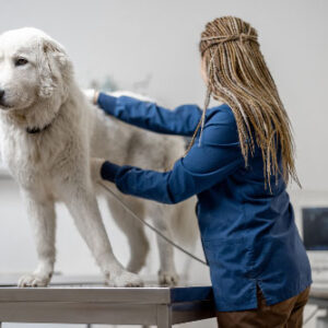 INTENSE BASIS ECHOKARDIOGRAPHIE Teil 2/2