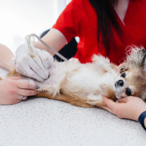 INTENSE SONOGRAPHIE ABDOMEN BASIS